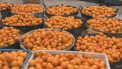 央視點(diǎn)贊三門(mén)鮮甜豐收 酒業(yè)煥新迎豐年